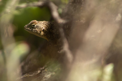 Sceloporus horridus
