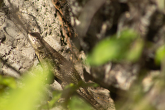 Sceloporus horridus