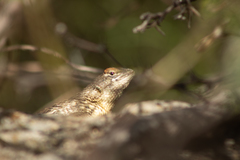 Sceloporus horridus