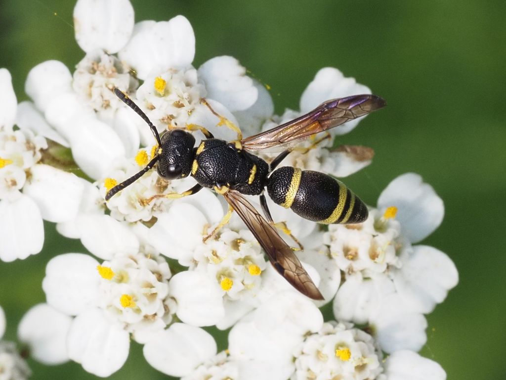 Rhynchalastor chevrieranus