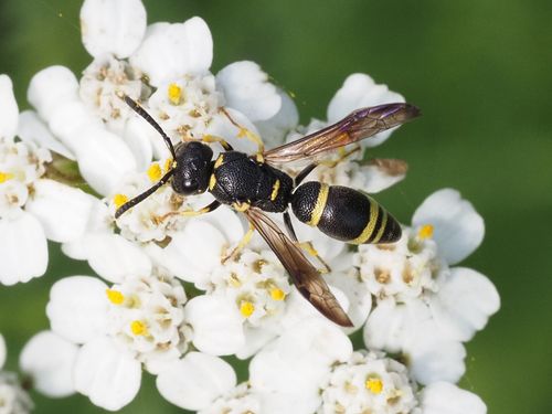 Rhynchalastor chevrieranus