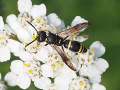 Stenodynerus chevrieranus