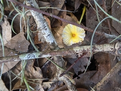 Leucocoprinus fragilissimus image