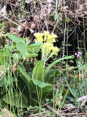Primula × polyantha
