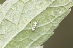 Eupteryx atropunctata