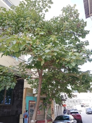 Paulownia tomentosa