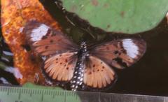 Acraea petraea