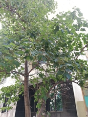 Paulownia tomentosa