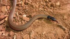 Aparallactus capensis capensis