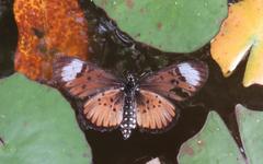 Acraea petraea