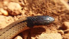 Aparallactus capensis capensis