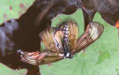 Acraea petraea