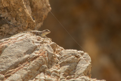 Sceloporus gadoviae
