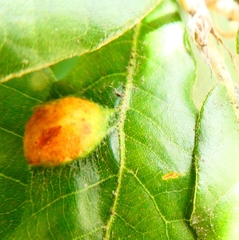 Plagiotrochus australis