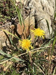 Takhtajaniantha austriaca