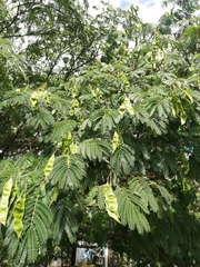 Albizia julibrissin