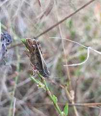 Calliptamus barbarus barbarus