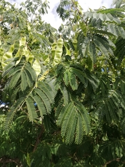 Albizia julibrissin