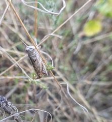 Calliptamus barbarus barbarus
