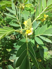Senna uniflora