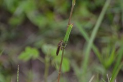 Cophinopoda