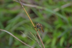 Cophinopoda