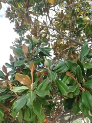 Magnolia grandiflora