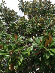 Magnolia grandiflora