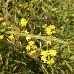 Acacia alata