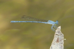 Platycnemis kervillei