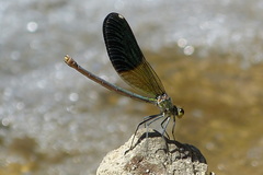Calopteryx splendens intermedia