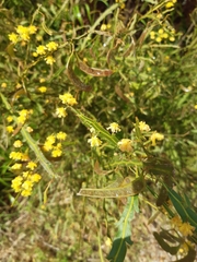 Acacia alata