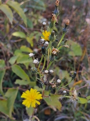 Picris hieracioides