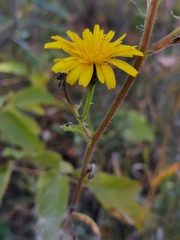 Picris hieracioides