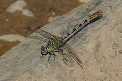 Onychogomphus lefebvrii