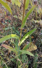 Picris hieracioides
