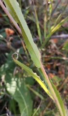 Picris hieracioides