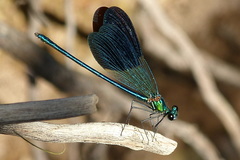 Calopteryx splendens intermedia