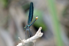 Calopteryx splendens intermedia