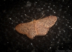 Idaea trissorma