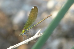 Calopteryx splendens intermedia