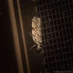 Barea nymphica