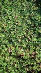 Geranium ornithopodon