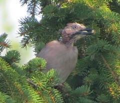 Garrulus glandarius