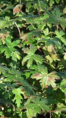 Geranium ornithopodon