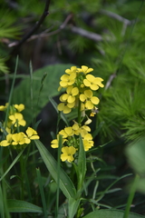 Erysimum rhaeticum