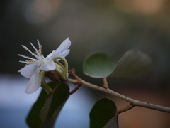 Pterospermum xylocarpum