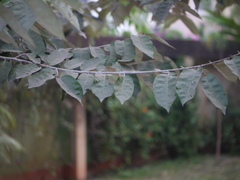 Pterospermum xylocarpum