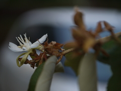 Pterospermum xylocarpum