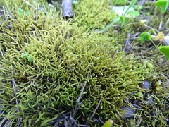 Triquetrella tristicha